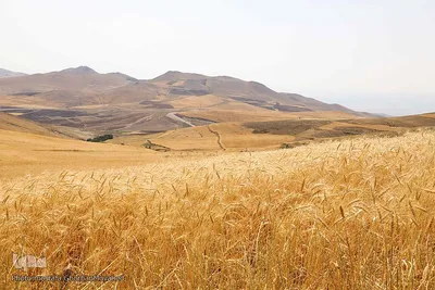 فصل برداشت گندم بزرگترین نعمت الهی از مزارع منطقه ارسباران