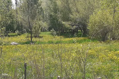 طبیعت بهاری روستای کسانق اهر