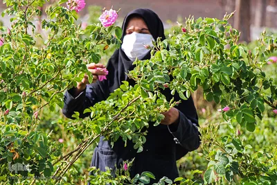 اینجا عطر گل محمدی صرف نیات خیر می‌شود