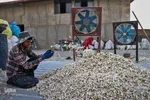 صادرات سیر؛ محصول پرخاصیت و معروف همدان