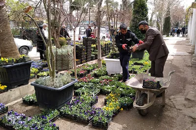 بازار گل شیراز‎‎