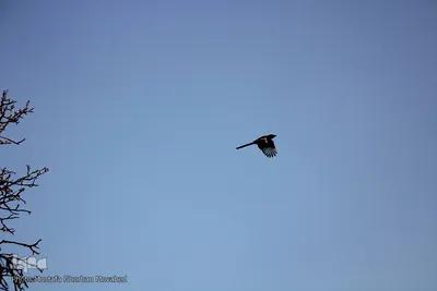 طبیعت پاییزی مناطق روستایی اهر