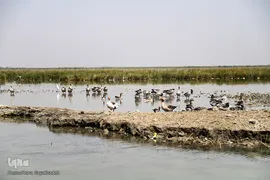 تالاب شادگان