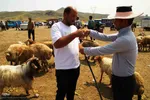 بازار گرمی گوشت قربانی در عید قربان – شهرستان اهر