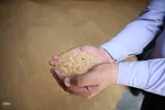 آیین شکرگزاری برداشت گندم در مراغهآیین شکرگزاری برداشت گندم در مراغه