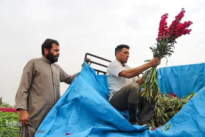 برداشت گل در حمیدیه
