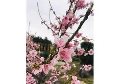 La lecture du Coran par l’éminent récitant irakien sur l’arrivée du printemps