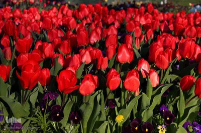 جشنواره گل‌های لاله در اراک
