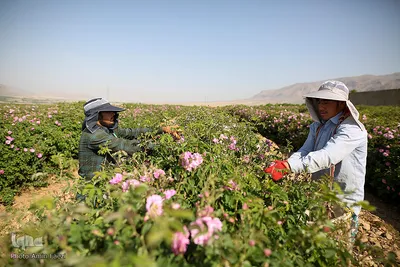برداشت گل محمدی و گلابگیری سنتی در میمند فارس