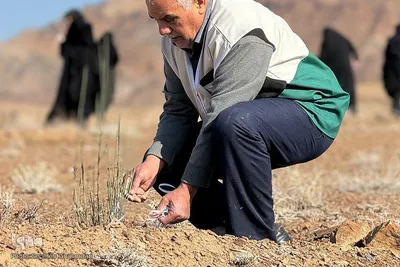 کاشت ۲۰۰ هزار نهال به همت جهادگران در خراسان جنوبی