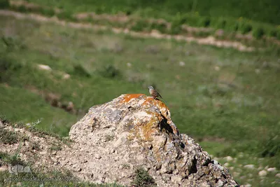 آسیاب خرابه روستای کردلر شهرستان اهر