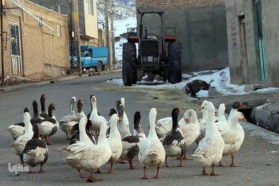 برف و یخبندان روستای «کردلر» در اهر