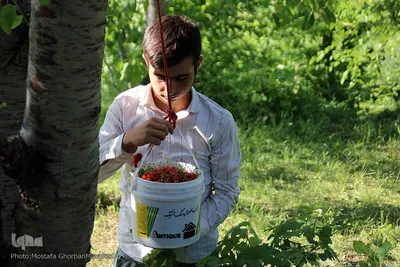 فصل برداشت گیلاس خوش طعم روستای افیل شهرستان اهر