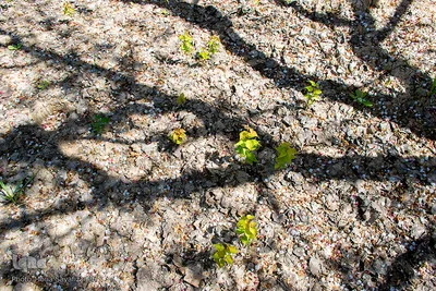 شکوفه‌های زردآلو در روستای منصوریه بهبهان