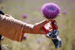 برداشت گیاه دارویی خارپنیری در استهبان فارس