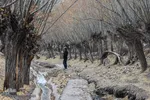 قاب طلایی پاییز در شهمیرزاد