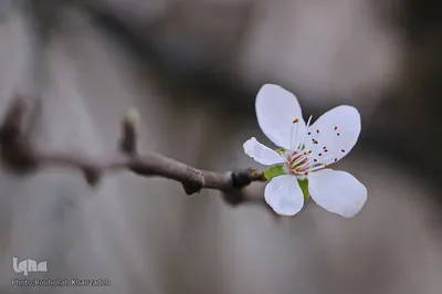 شکوفه های زمستانی درختان مبارک آباد شهرستان شفت