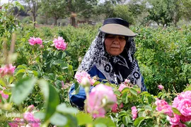 برداشت گل محمدی در بیرجند