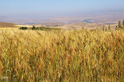 برداشت خوشه های طلایی - شهرستان اهر