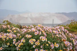 نمایشگاه گل‌های داوودی در «محلات» پایتخت گل ایران