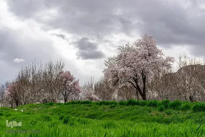 سامان شهر شکوفه‎های بهاری