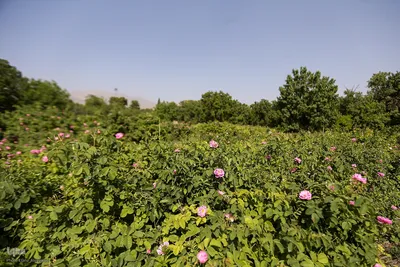 آیین کهن گلاب گیری در نیاسر