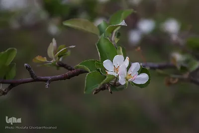 وقوع پديده گل انگيزي يا شكوفه زنی درختان ميوه در پاييز اهر