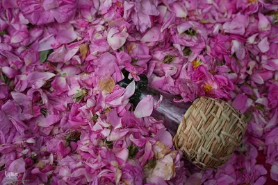 جشنواره گل محمدی در میمند فارس
