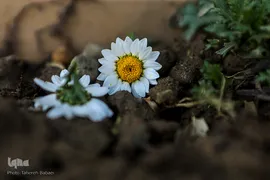شکوفه های بهاری