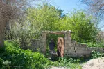 شکوفه‌های زردآلو در روستای منصوریه بهبهان