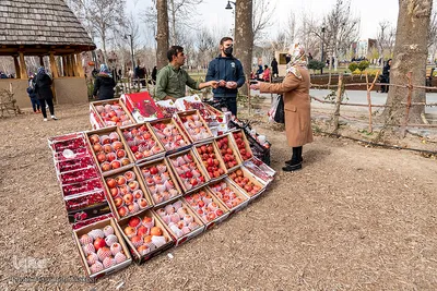 نخستین جشنواره انار کرج