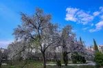 رویش شکوفه‌های زمستانی در شیراز