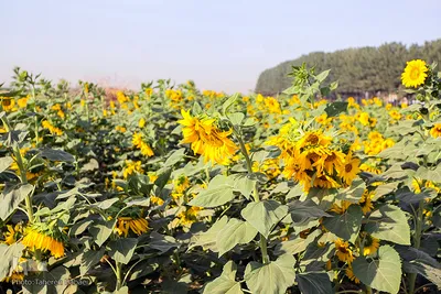 مزرعه گل های آفتابگردان