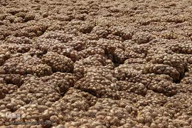 مرگ تدریجی پیازهای رها شده هرمز در روستای چراغ آباد بخش هشتبندی از توابع شهرستان«میناب» استان هرمزگان
