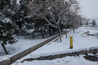 تبریز سفید پوش شد