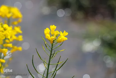 دشت کلزا، نقاشی زیبای طبیعت