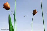 رژه خودرویی روز ارتش در تبریز‎‎