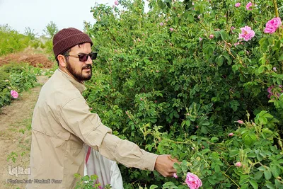 اینجا عطر گل محمدی صرف نیات خیر می‌شود
