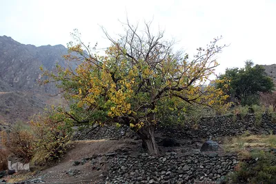 طبیعت پاییزی خراسان‌جنوبی