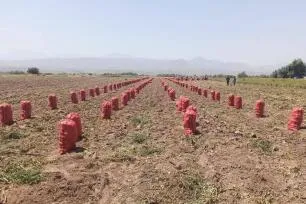 پرداخت زکات مستحبی کشاورزان حاجی‌آباد برای نیازمندان