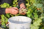 برداشت انگور در روستای غزاویه بزرگ