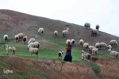 مادران ایل