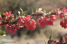 پاییز، فصل زرشک و عناب خراسان جنوبی