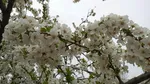 شکوفه های بهاری در اهر