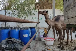 آماده‌سازی موکب‌های اربعین حسینی