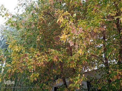 خودنمایی فصل خزان در اولین روزهای فصل پاییز