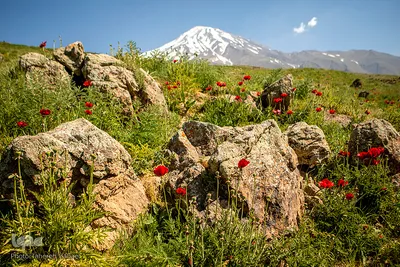 دشت شقایق‌های «رینه»