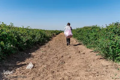 برداشت گل محمدی در البرز‎‎