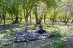 شکوفه‌های زردآلو در روستای منصوریه بهبهان