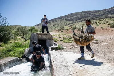 شستشو و پشم چینی بهاره در سروستان فارس